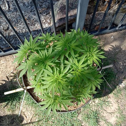 Doorman Lights #3 growlog photo: Progress. Before prune and lst.