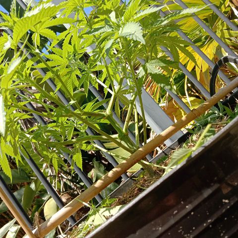 Doorman Lights #3 growlog photo: After prune.