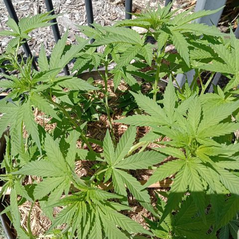 Doorman Lights #3 growlog photo: After prune.