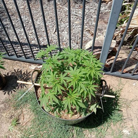 Doorman Lights #3 growlog photo: After prune.