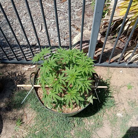 Doorman Lights #3 growlog photo: After prune.