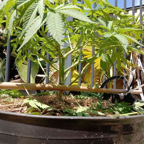 Doorman Lights #3 growlog photo: After prune.