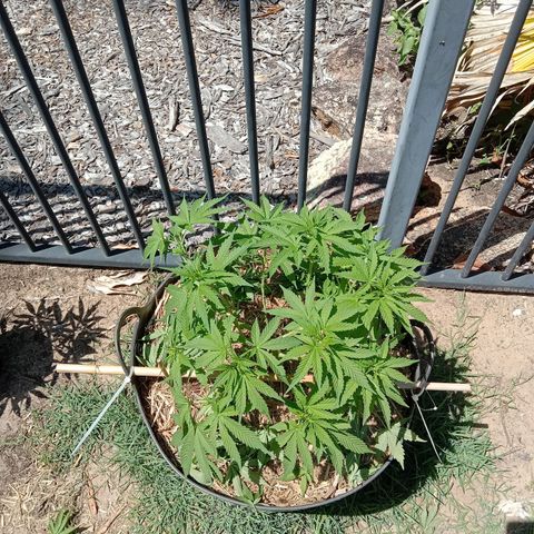 Doorman Lights #3 growlog photo: After prune.
