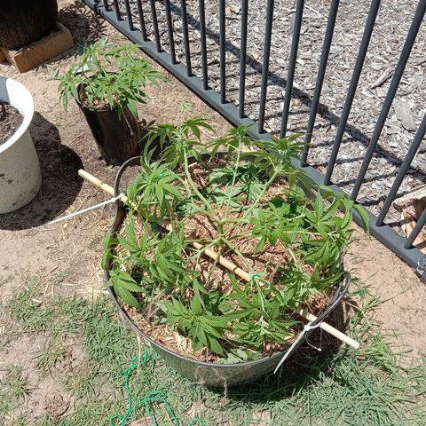 Doorman Lights #3 growlog photo: After Lst.