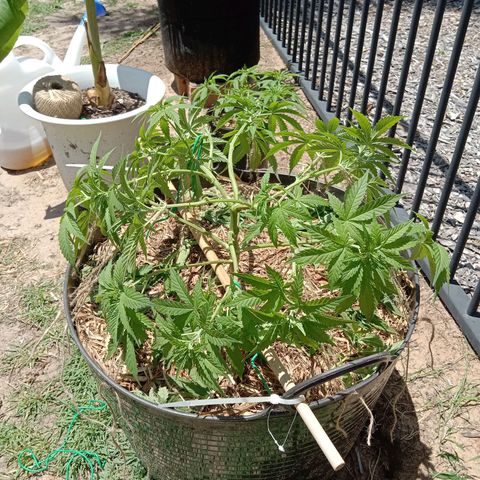 Doorman Lights #3 growlog photo: After Lst.