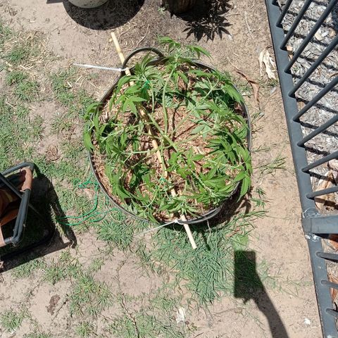Doorman Lights #3 growlog photo: After Lst.