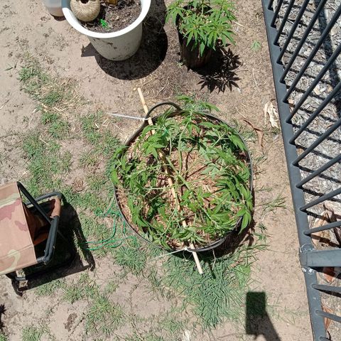 Doorman Lights #3 growlog photo: After Lst.