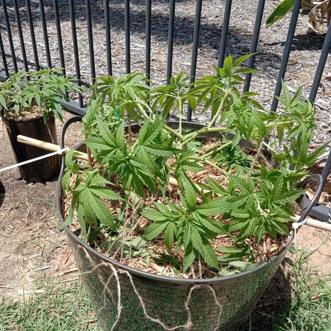 Doorman Lights #3 growlog photo: After Lst.