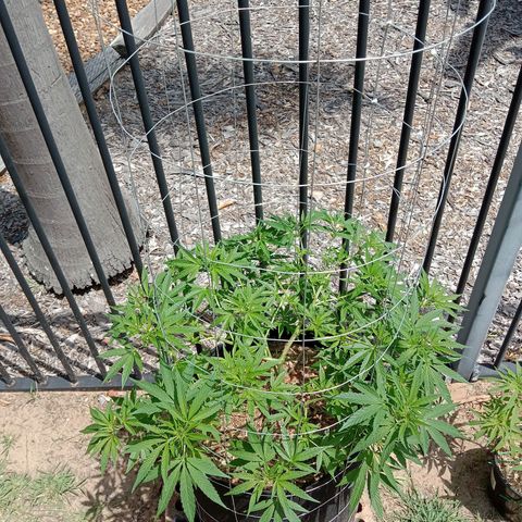 Doorman Lights #2 growlog photo: Progress