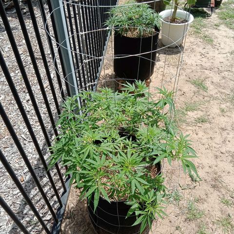 Doorman Lights #2 growlog photo: Progress