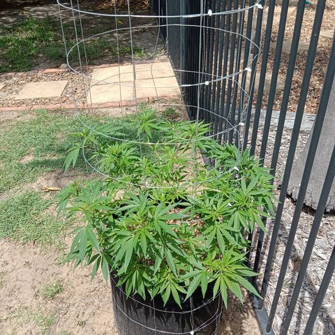 Doorman Lights #2 growlog photo: Progress