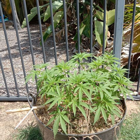Doorman Lights #3 growlog photo: Progress