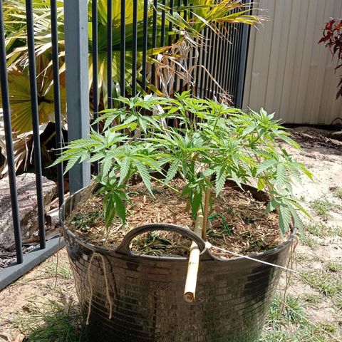 Doorman Lights #3 growlog photo: Progress