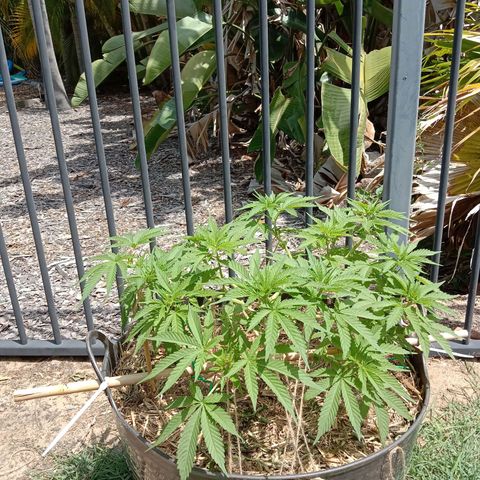 Doorman Lights #3 growlog photo: Progress