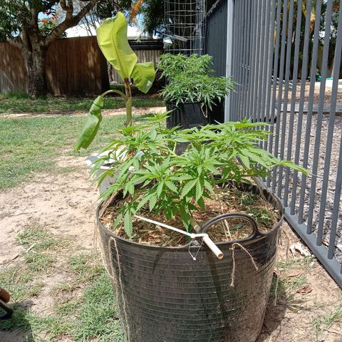 Doorman Lights #3 growlog photo: Progress
