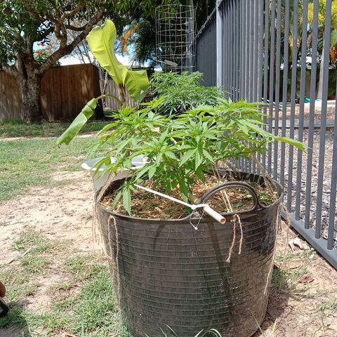 Doorman Lights #3 growlog photo: Progress