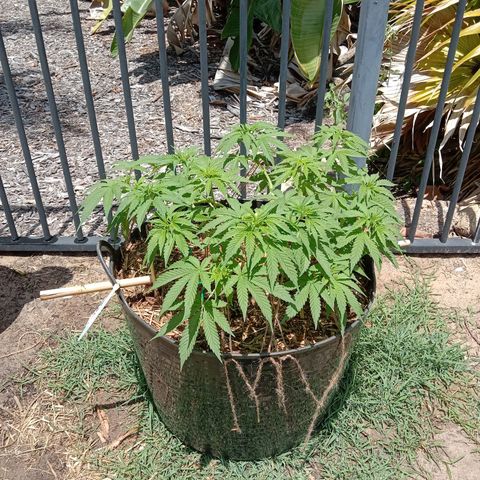 Doorman Lights #3 growlog photo: Progress