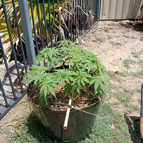 Doorman Lights #3 growlog photo: Progress