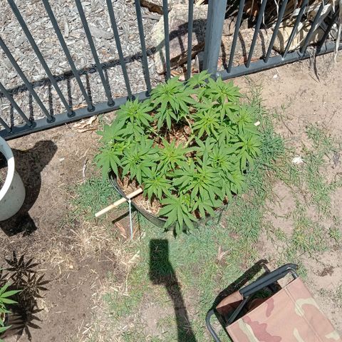 Doorman Lights #3 growlog photo: Progress