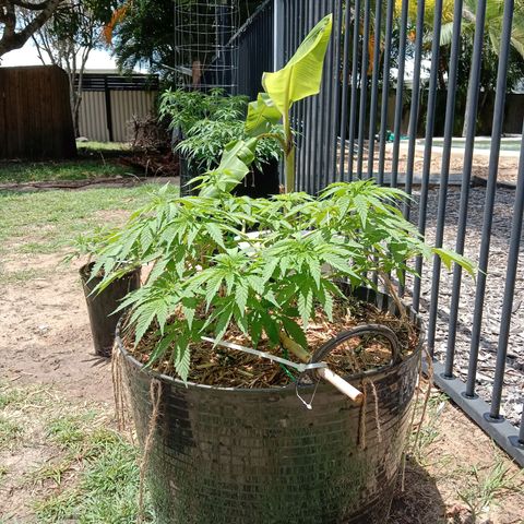 Doorman Lights #3 growlog photo: Progress