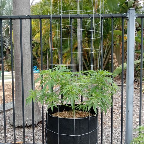 Doorman Lights #2 growlog photo: Progress