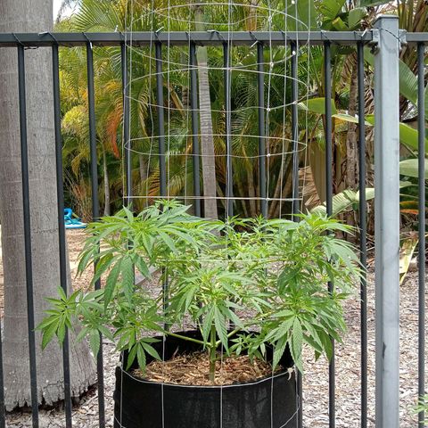 Doorman Lights #2 growlog photo: Progress