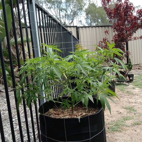Doorman Lights #2 growlog photo: Progress