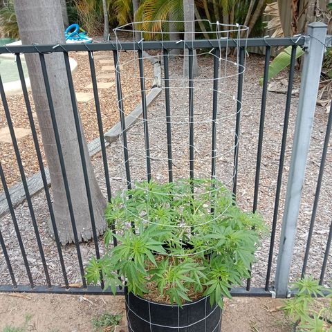 Doorman Lights #2 growlog photo: Progress