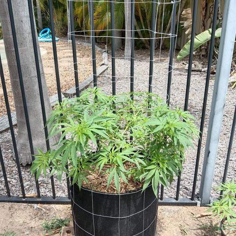 Doorman Lights #2 growlog photo: Progress