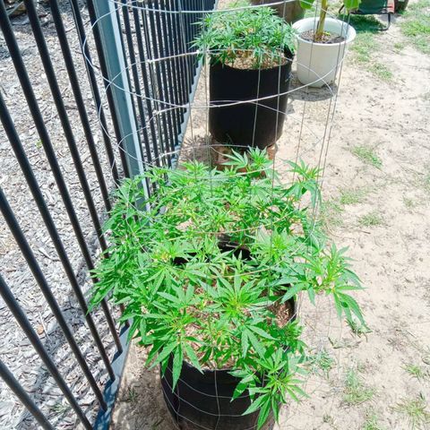 Doorman Lights #2 growlog timeline photo
