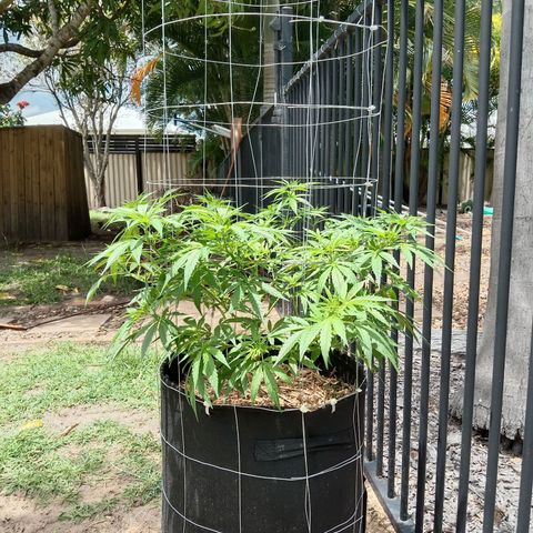 Doorman Lights #2 growlog timeline photo