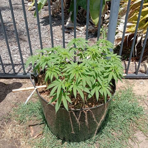Doorman Lights #3 growlog timeline photo