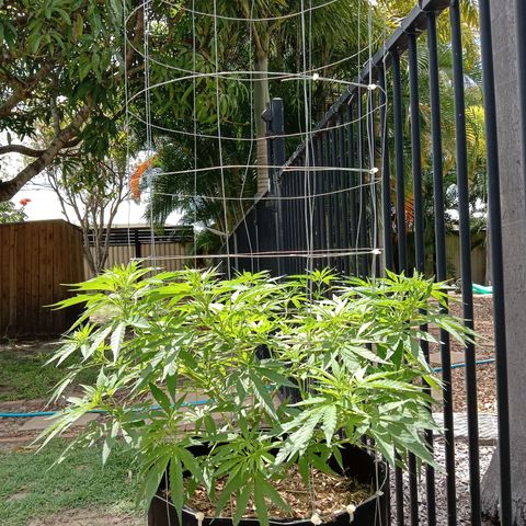 Doorman Lights #2 growlog photo: Progress