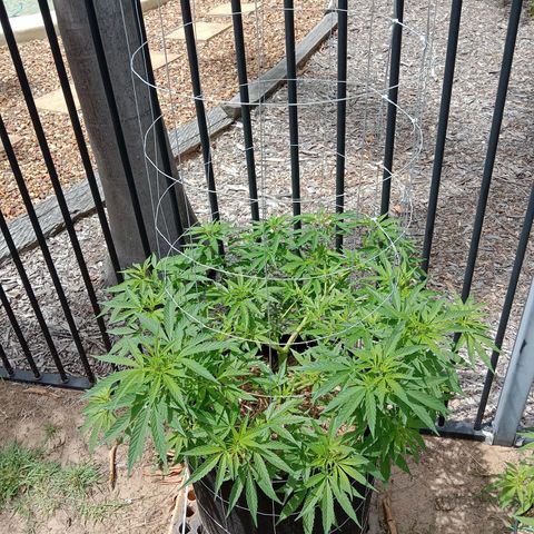 Doorman Lights #2 growlog photo: Progress