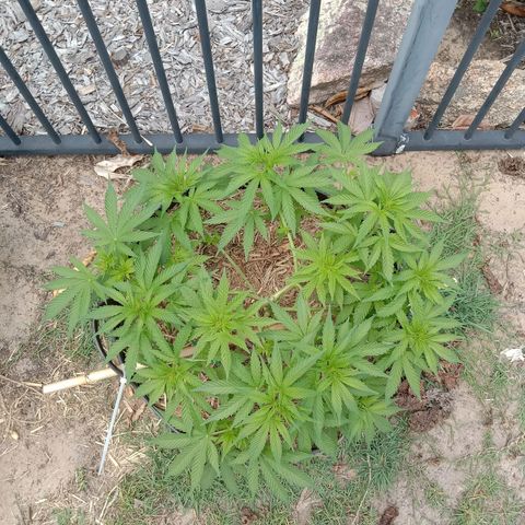 Doorman Lights #3 growlog photo: Progress