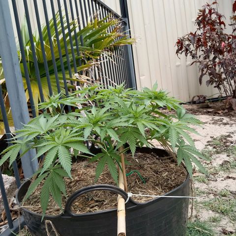 Doorman Lights #3 growlog photo: Progress