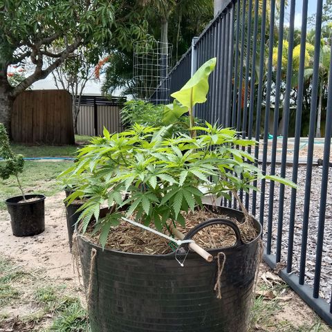Doorman Lights #3 growlog photo: Progress