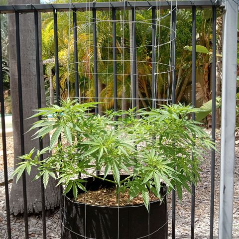 Doorman Lights #2 growlog photo: Progress