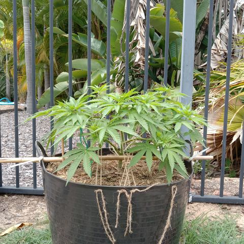 Doorman Lights #3 growlog photo: Progress