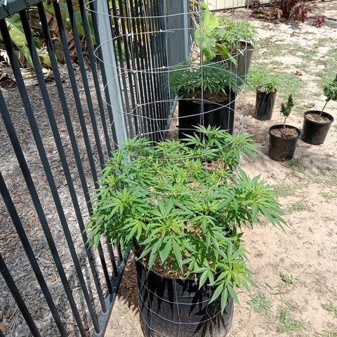 Doorman Lights #2 growlog photo: Progress
