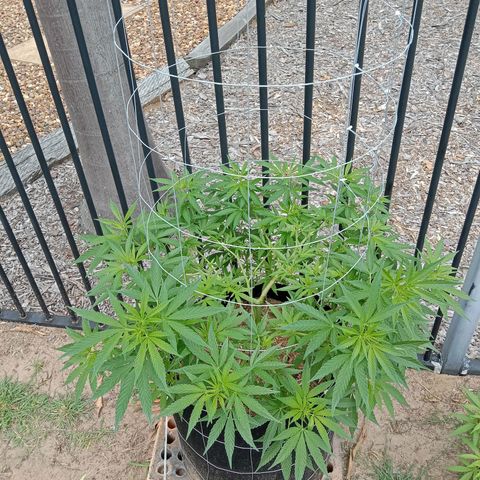 Doorman Lights #2 growlog photo: Progress