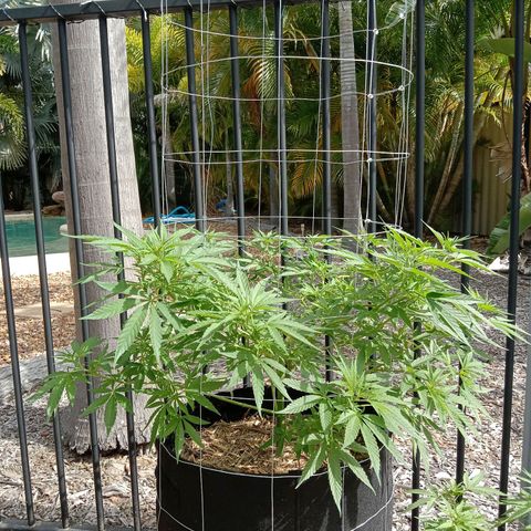 Doorman Lights #2 growlog photo: Progress