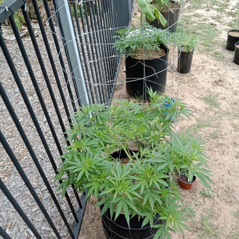 Doorman Lights #2 growlog photo: Progress