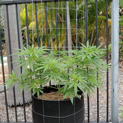 Doorman Lights #2 growlog photo: Progress
