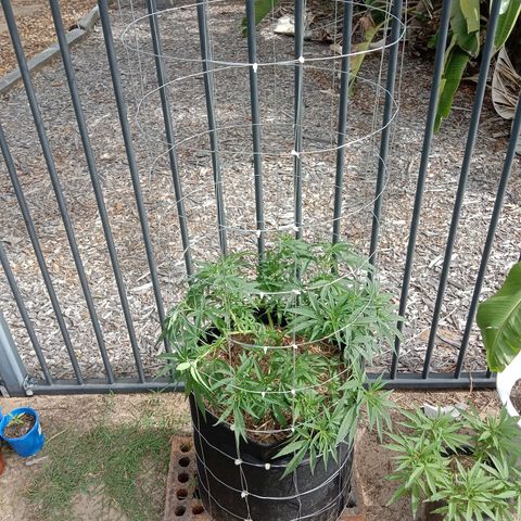 Doorman Lights #2 growlog photo: Progress