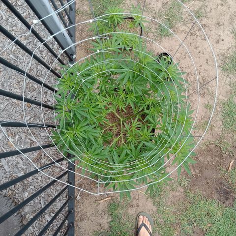 Doorman Lights #2 growlog photo: Progress