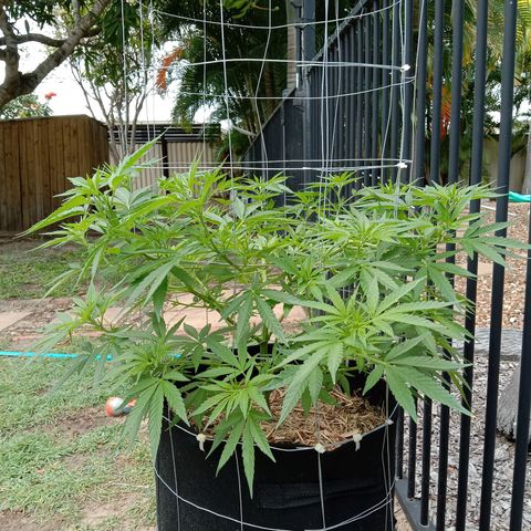 Doorman Lights #2 growlog photo: Progress