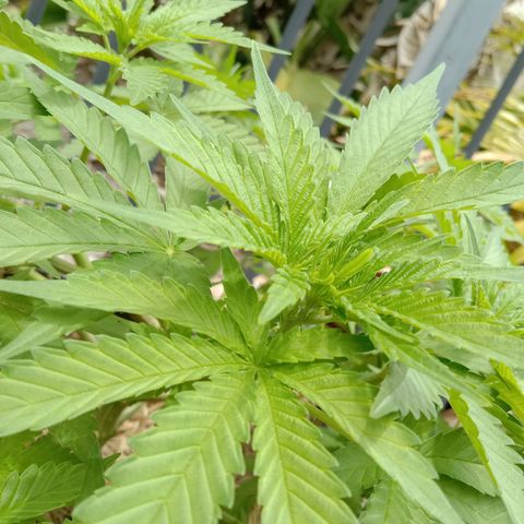 Doorman Lights #3 growlog photo: Progress