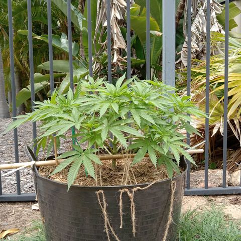 Doorman Lights #3 growlog photo: Progress