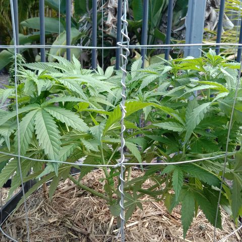 Doorman Lights #3 growlog photo: Progress